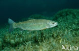 Rainbow Trout (Oncorhynchus mykiss)