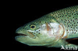 Rainbow Trout (Oncorhynchus mykiss)