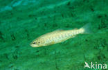 Brown Trout (Salmo trutta)