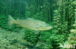 Brown Trout (Salmo trutta)