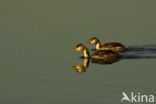 Great Crested Grebe (Podiceps cristatus)