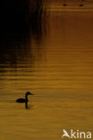 Great Crested Grebe (Podiceps cristatus)
