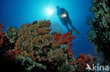 Tassled scorpionfish (Scorpaenopsis oxycephalus)