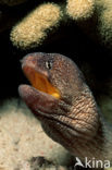 Geelbek murene (Gymnothorax nudivomer)