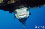 Yellow-spotted burrfish (Cyclichthys spilostylus)