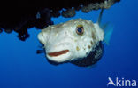 Yellow-spotted burrfish (Cyclichthys spilostylus)