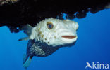 Yellow-spotted burrfish (Cyclichthys spilostylus)