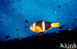 Geelstaart anemoonvis (Amphiprion clarkii)