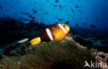 Geelstaart anemoonvis (Amphiprion clarkii)