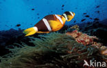 Yellowtail clownfish