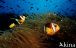 Geelstaart anemoonvis (Amphiprion clarkii)