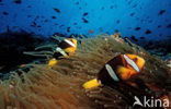 Geelstaart anemoonvis (Amphiprion clarkii)