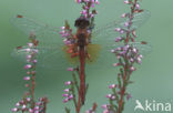 Geelvlekheidelibel (Sympetrum flaveolum)