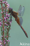 Geelvlekheidelibel (Sympetrum flaveolum)