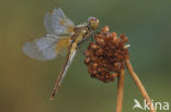 Geelvlekheidelibel (Sympetrum flaveolum)