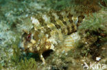 Tompot Blenny (Parablennius gattorugine)