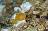 gele koraalgobi (Gobiodon citrinus)