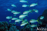 Yellow goatfish (Mulloidichthys martinicus)