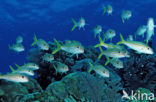 Yellow goatfish (Mulloidichthys martinicus)