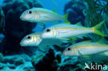 Yellow goatfish (Mulloidichthys martinicus)