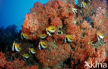 Masked bannerfish (Heniochus monoceros)