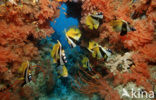 Masked bannerfish (Heniochus monoceros)