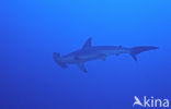 Scalloped Hammerhead (Sphyrna lewini)