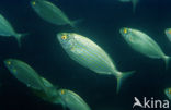 Saupe (Sarpa salpa)