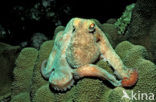 Common Octopus (Octopus vulgaris)