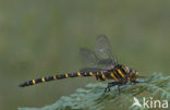 Golden-ringed Dragonfly (Cordulegaster boltonii)