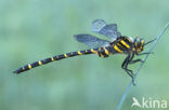 Golden-ringed Dragonfly (Cordulegaster boltonii)
