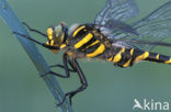 Golden-ringed Dragonfly (Cordulegaster boltonii)