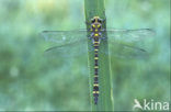Golden-ringed Dragonfly (Cordulegaster boltonii)