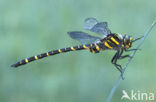 Golden-ringed Dragonfly (Cordulegaster boltonii)