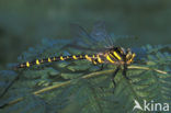 Golden-ringed Dragonfly (Cordulegaster boltonii)