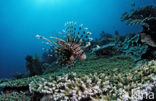 Gewone Koraalduivel (Pterois volitans)