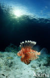 Gewone Koraalduivel (Pterois volitans)