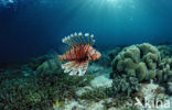 Gewone Koraalduivel (Pterois volitans)