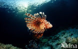 Gewone Koraalduivel (Pterois volitans)