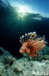 Gewone Koraalduivel (Pterois volitans)