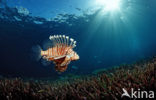 lionfish (Pterois volitans)