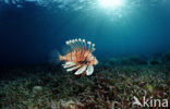 Gewone Koraalduivel (Pterois volitans)