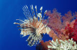 Gewone Koraalduivel (Pterois volitans)