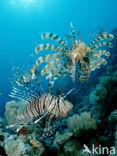 Gewone Koraalduivel (Pterois volitans)