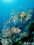 Gewone Koraalduivel (Pterois volitans)