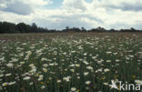 Ox-eye Daisy (Leucanthemum vulgare)