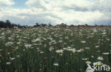 Ox-eye Daisy (Leucanthemum vulgare)