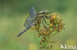 Black-tailed Skimmer (Orthetrum cancellatum)