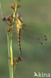 Black-tailed Skimmer (Orthetrum cancellatum)