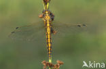 Black-tailed Skimmer (Orthetrum cancellatum)